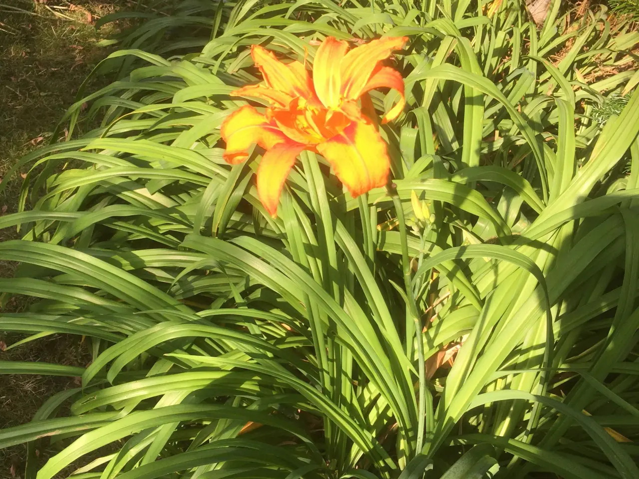 Billede 6 - Dobbelt orange daglilje