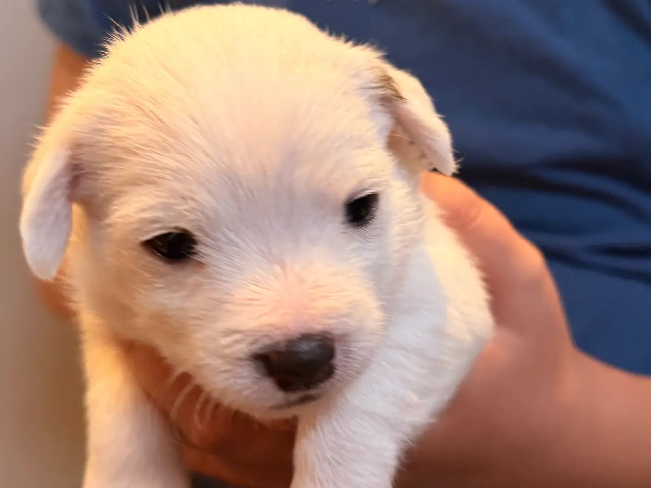 Billede 2 - Jacktese hvalpe ( Jack Russel+ Maltiser/Bichon)