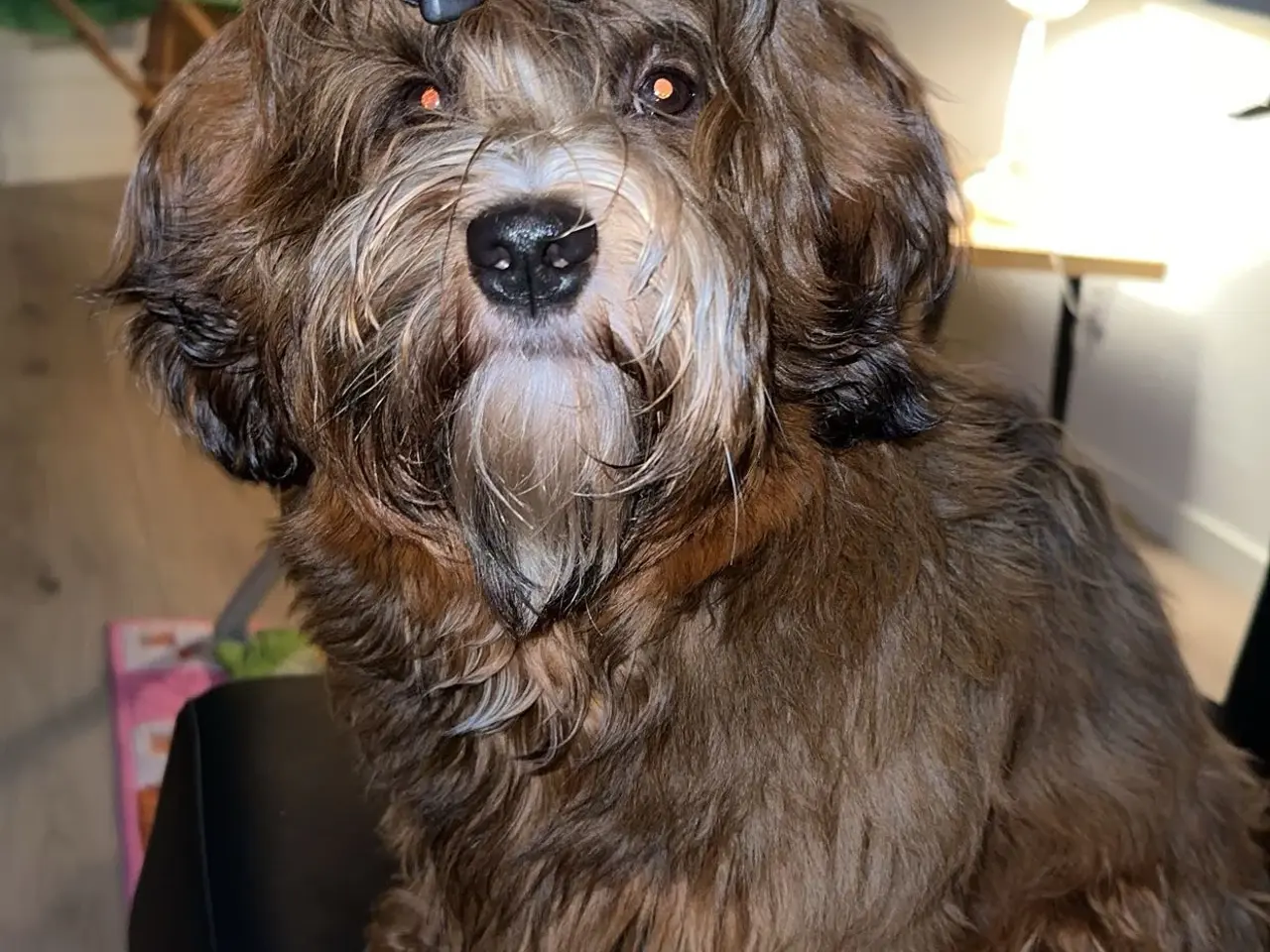 Billede 2 - Han hund tilbydes til avl