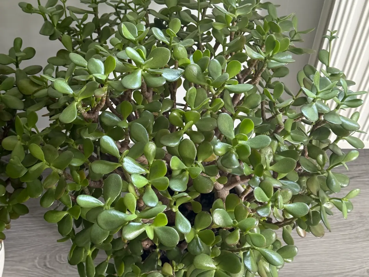 Billede 6 - Store paradis/pengeplanter i hvide krukker.