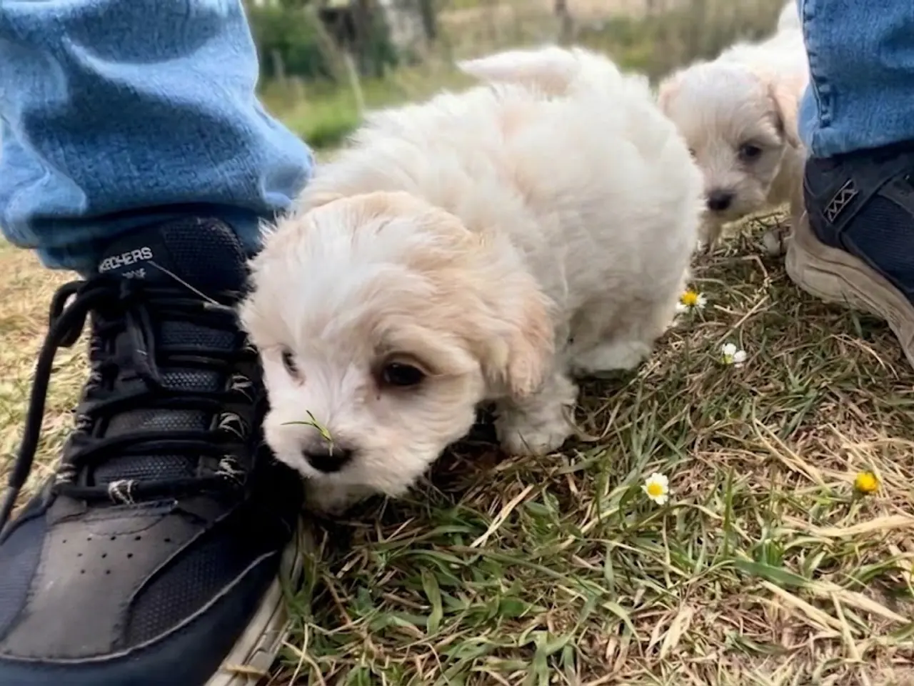 Billede 8 - Skønne hvalpe Pudel / Shih Tzu