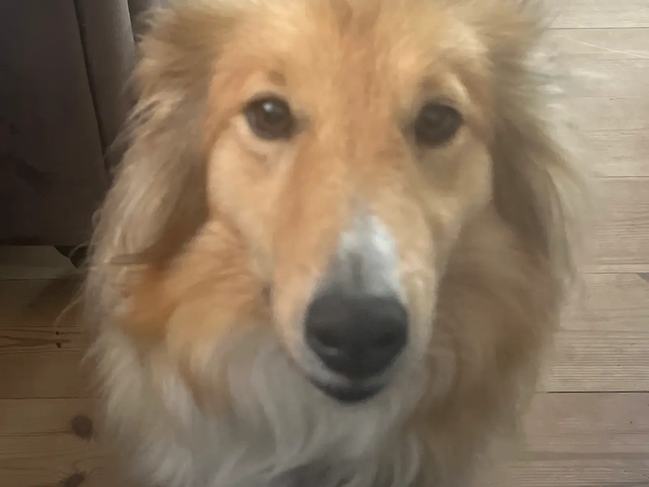 Billede 1 - Han hund søges