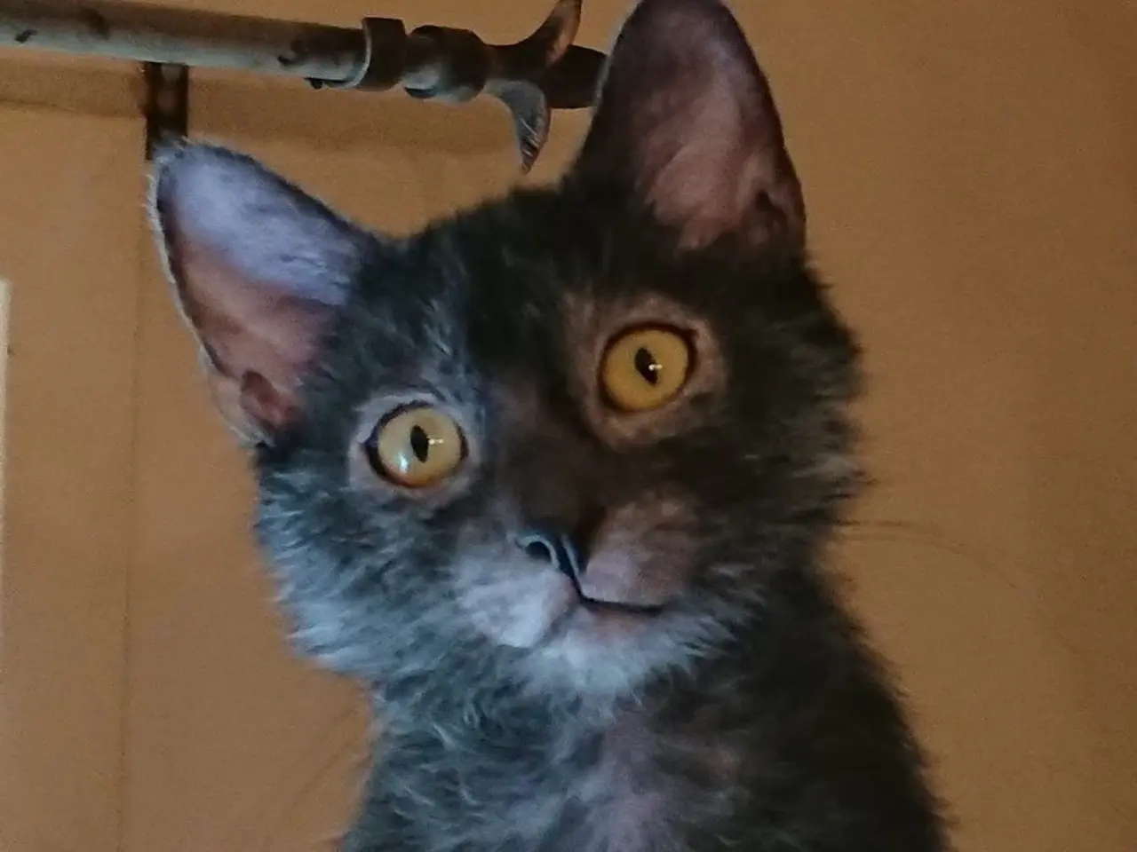 Billede 2 - Lykoi ( Werewolf cat )