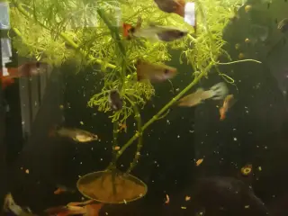 Guppy mix