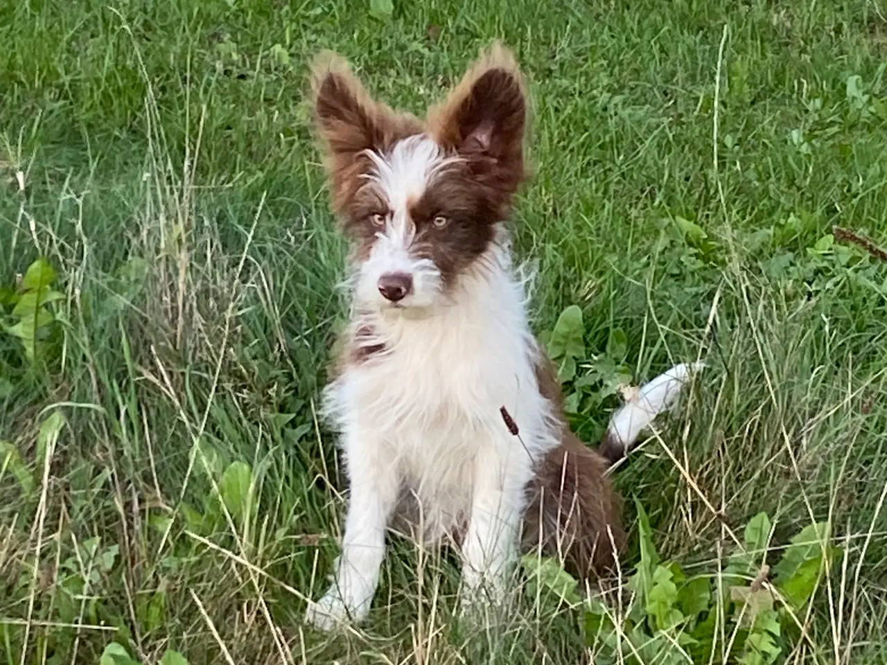Billede 11 - Border Collie/ Chinese crested Powder puff
