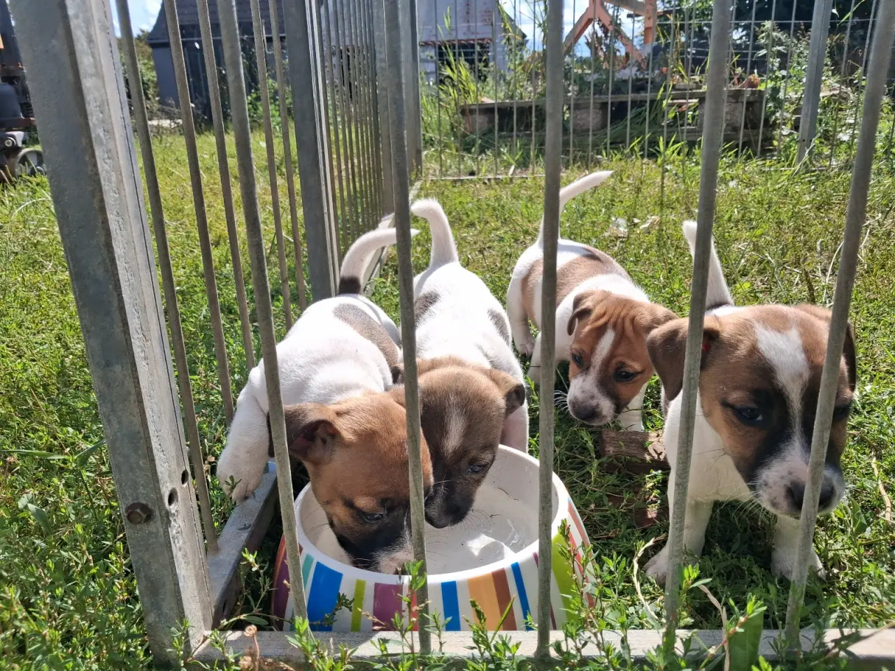 Billede 5 - Jack russel terriere