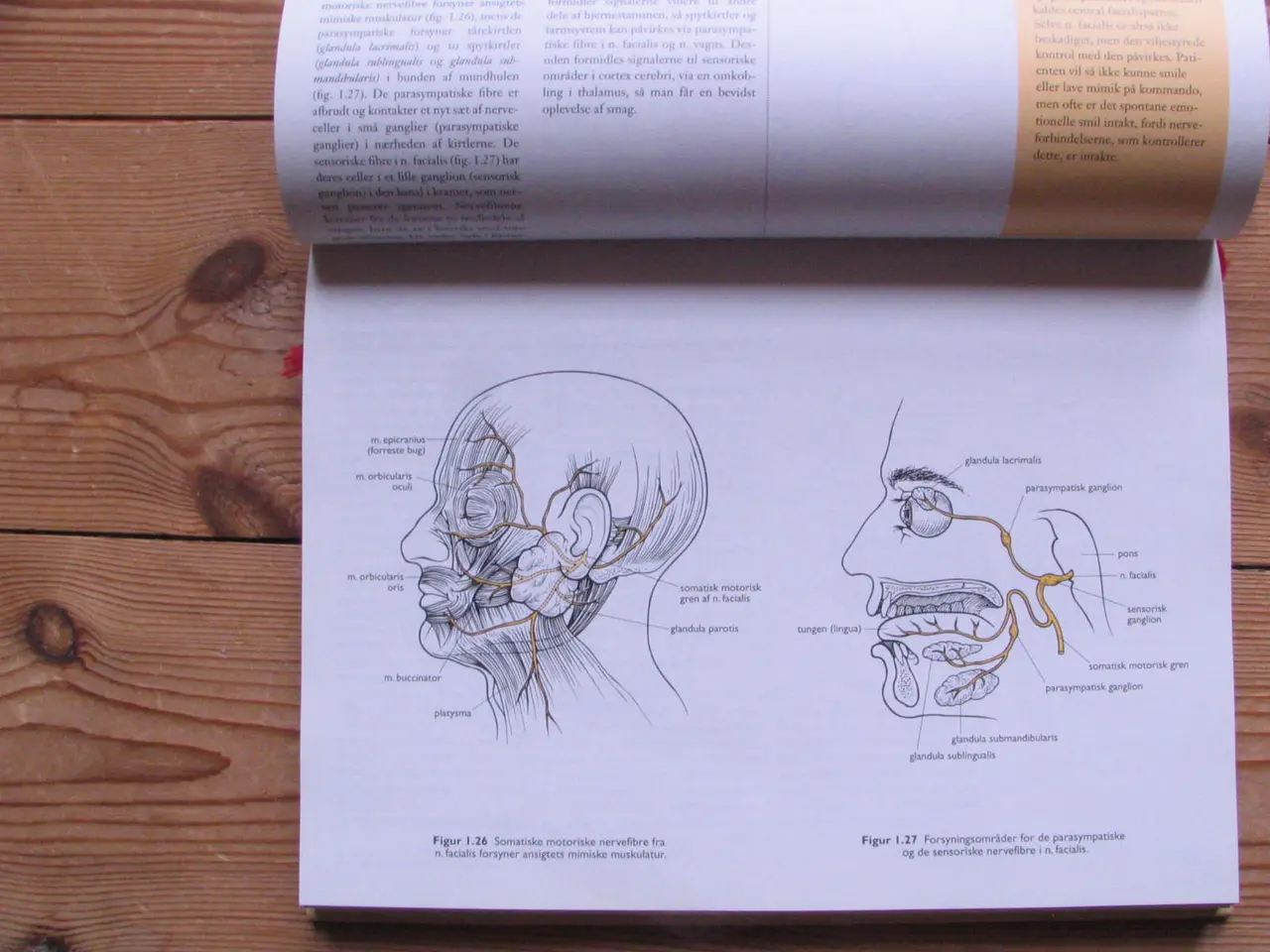 Billede 2 - Anatomisk Atlas