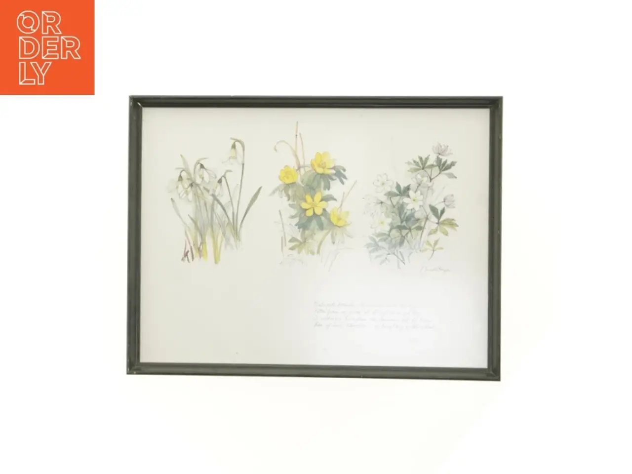Billede 1 - Indrammet botanisk tryk (str. 40 x 30,5 cm)