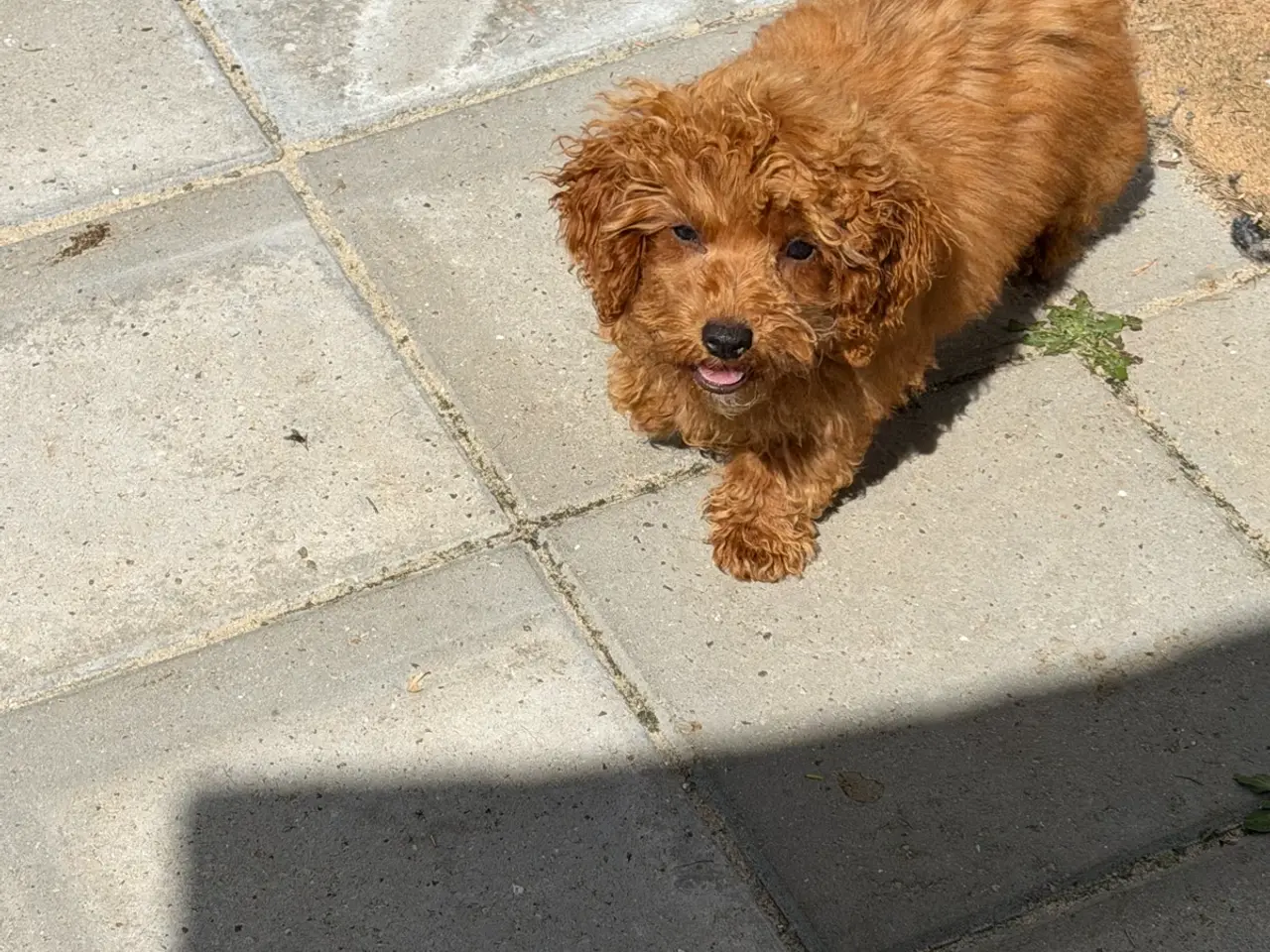 Billede 10 - 🐾maltipoo miniature juni 🐾