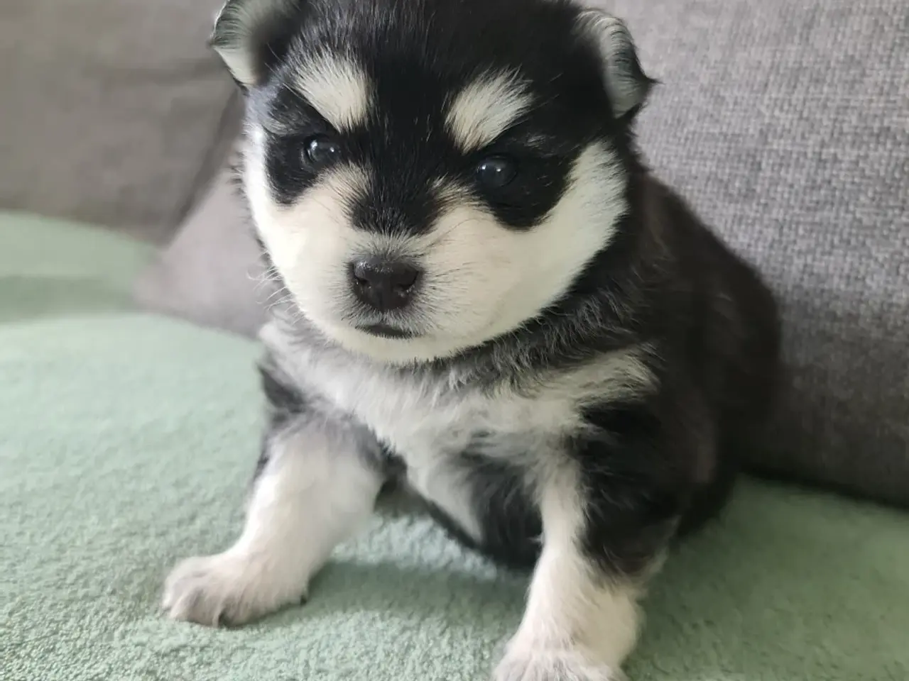 Billede 3 - Pomsky F2