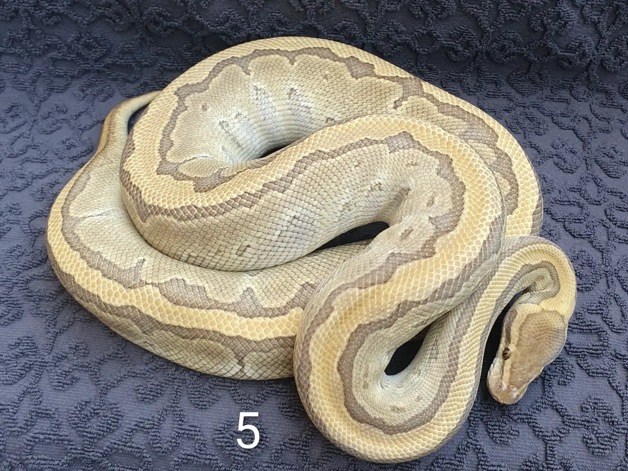 Billede 5 - Kongepython morfer..