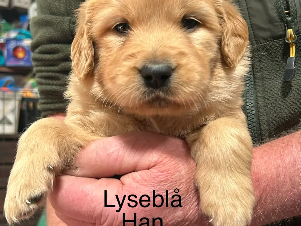 Billede 17 - Golden Retriever hvalpe