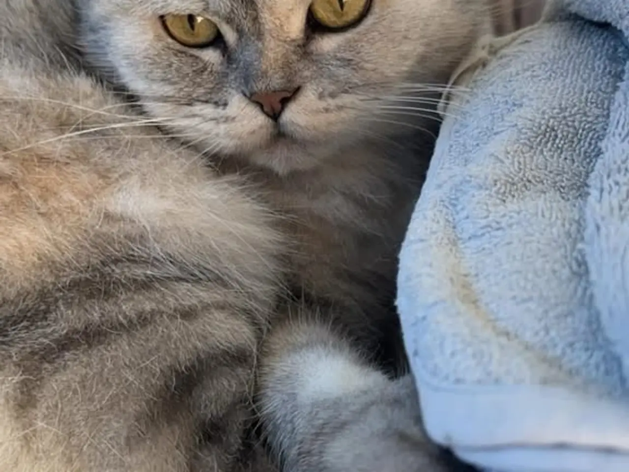 Billede 1 - Smuk British shorthair