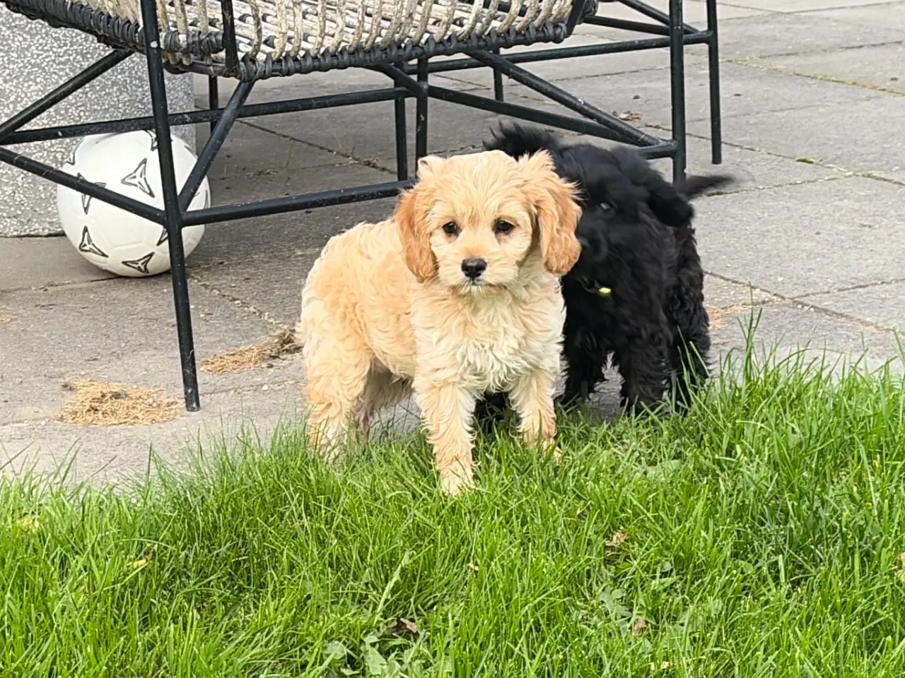 Billede 17 - Den smukkeste F1 Cavapoo dreng tilbage