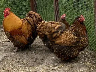 2 høns og 1 hane