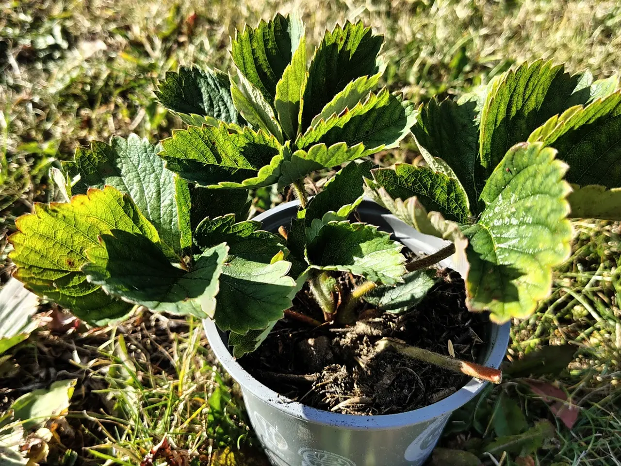 Billede 2 - Jordbær planter i potter 