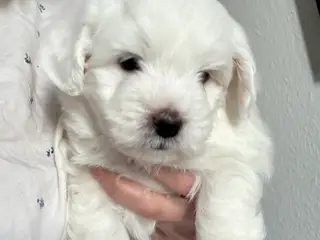 Coton de tulear/havaton blanding