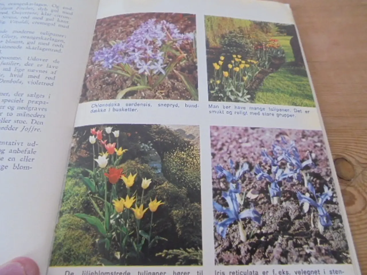 Billede 2 - Havens løgblomster - Udg. Fra 1966