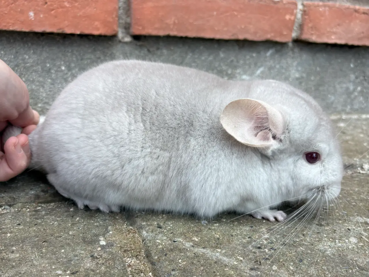 Billede 1 - HAN chinchilla