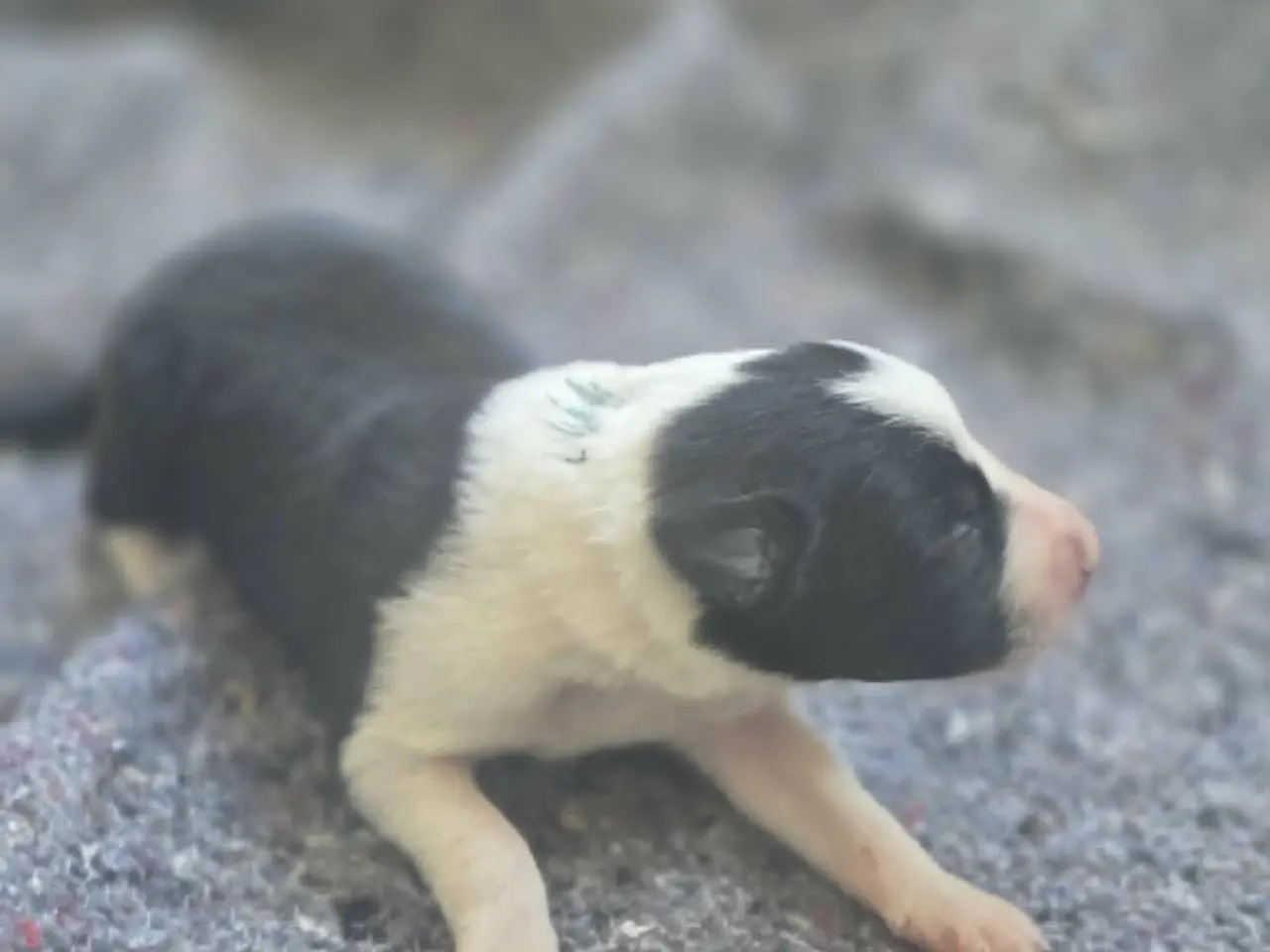 Billede 4 - Border Collie Hvalpe søger deres nye drømmehjem