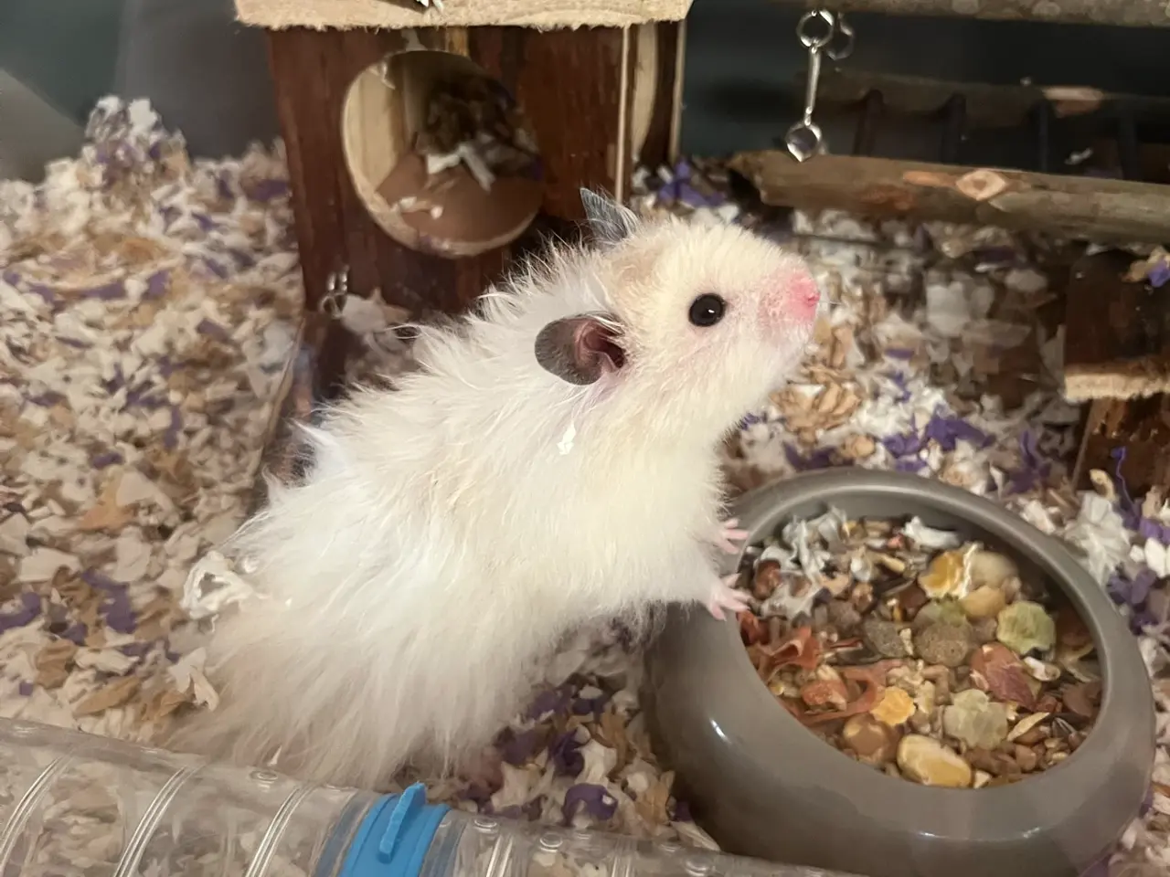 Billede 2 - Guldhamster dreng