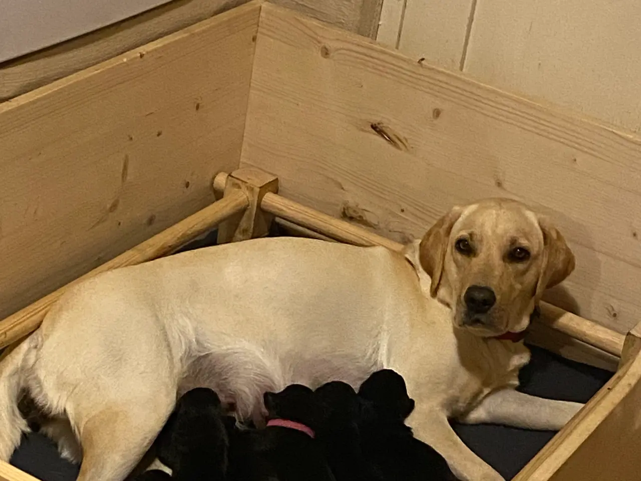 Billede 1 - Labrador hvalpe ( sorte )