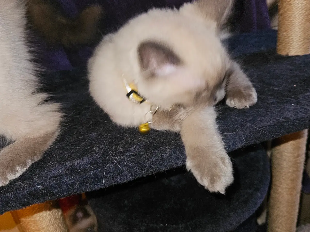 Billede 7 - Killinger Ragdoll / Hellig Birma.