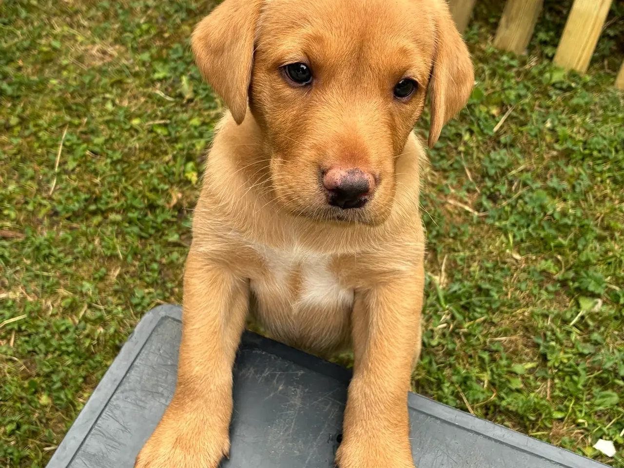Billede 2 - Foxrøde labrador F1 hvalpe