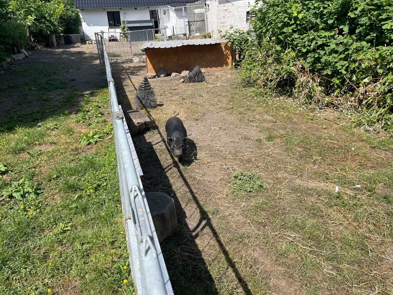 Billede 5 - Gratis Grise 