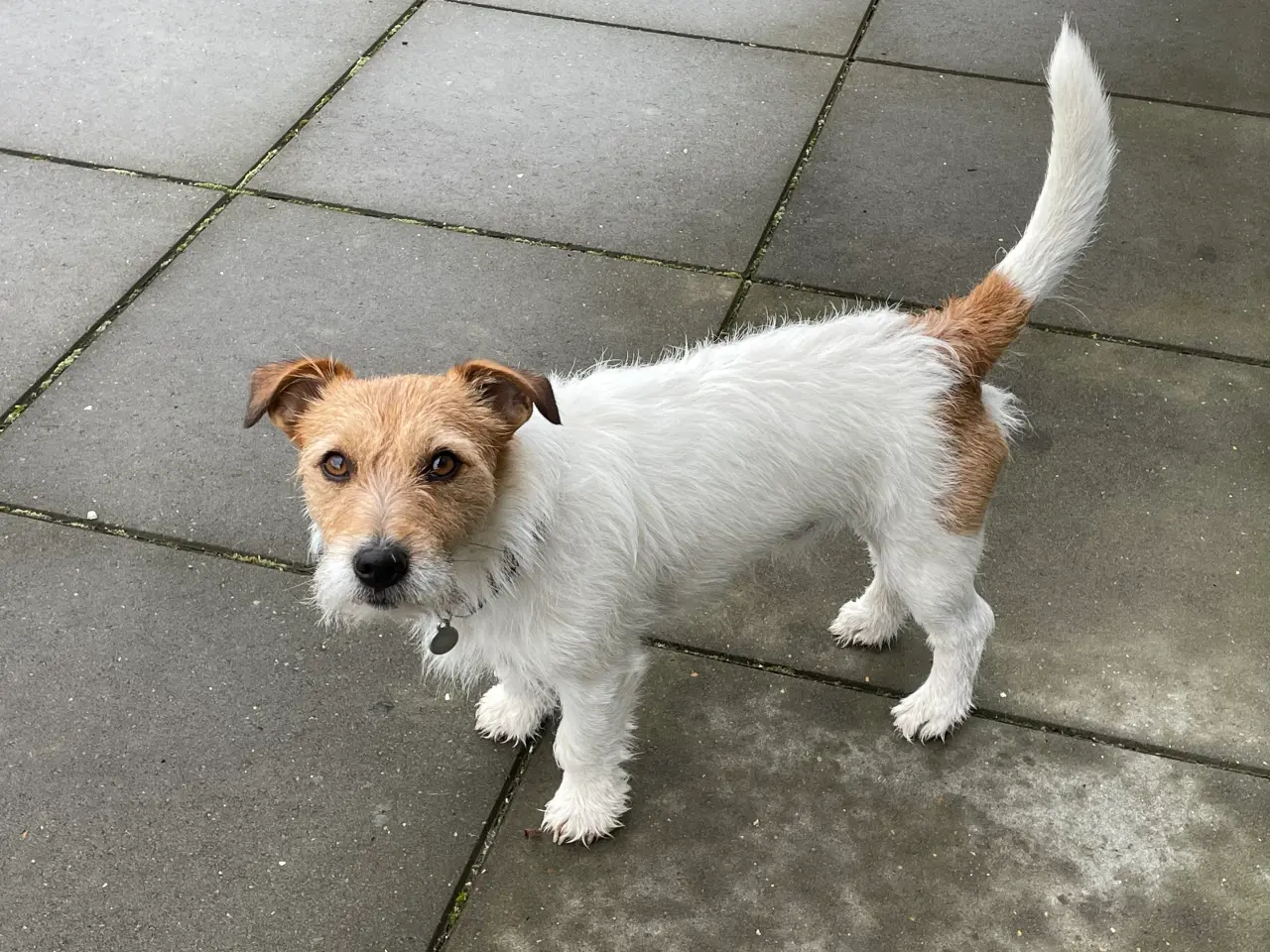 Billede 4 - Jack Russel Parring