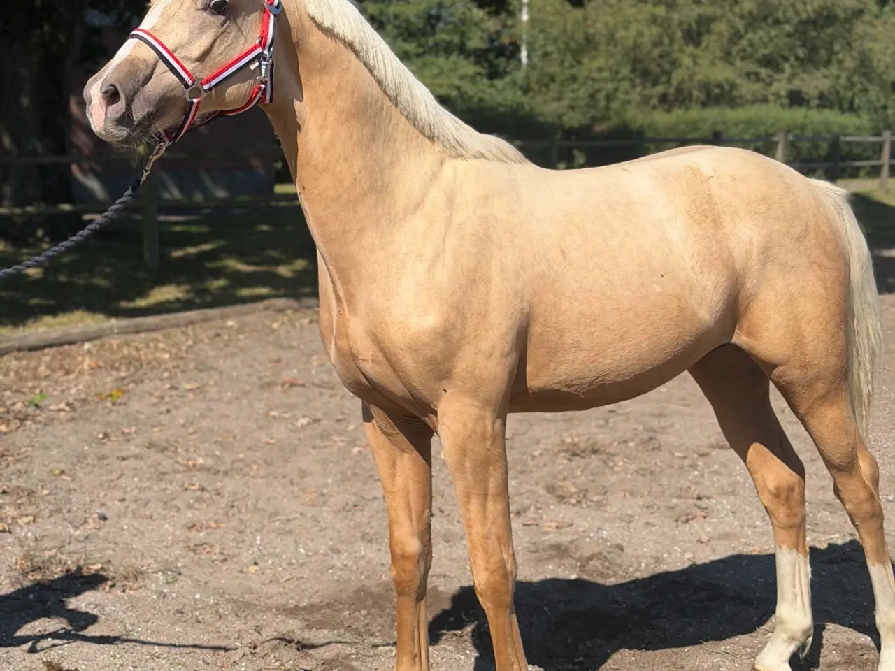 Billede 1 - Rigtig smart palomino