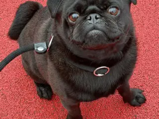 Super sød mops