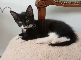 Kattekillinger