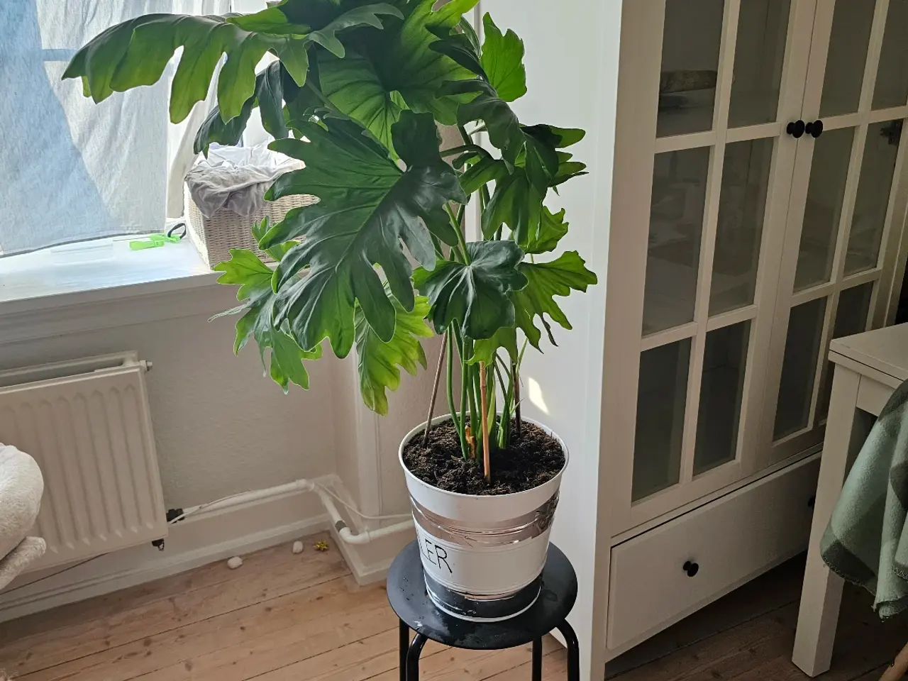 Billede 1 - Flot Stueplante