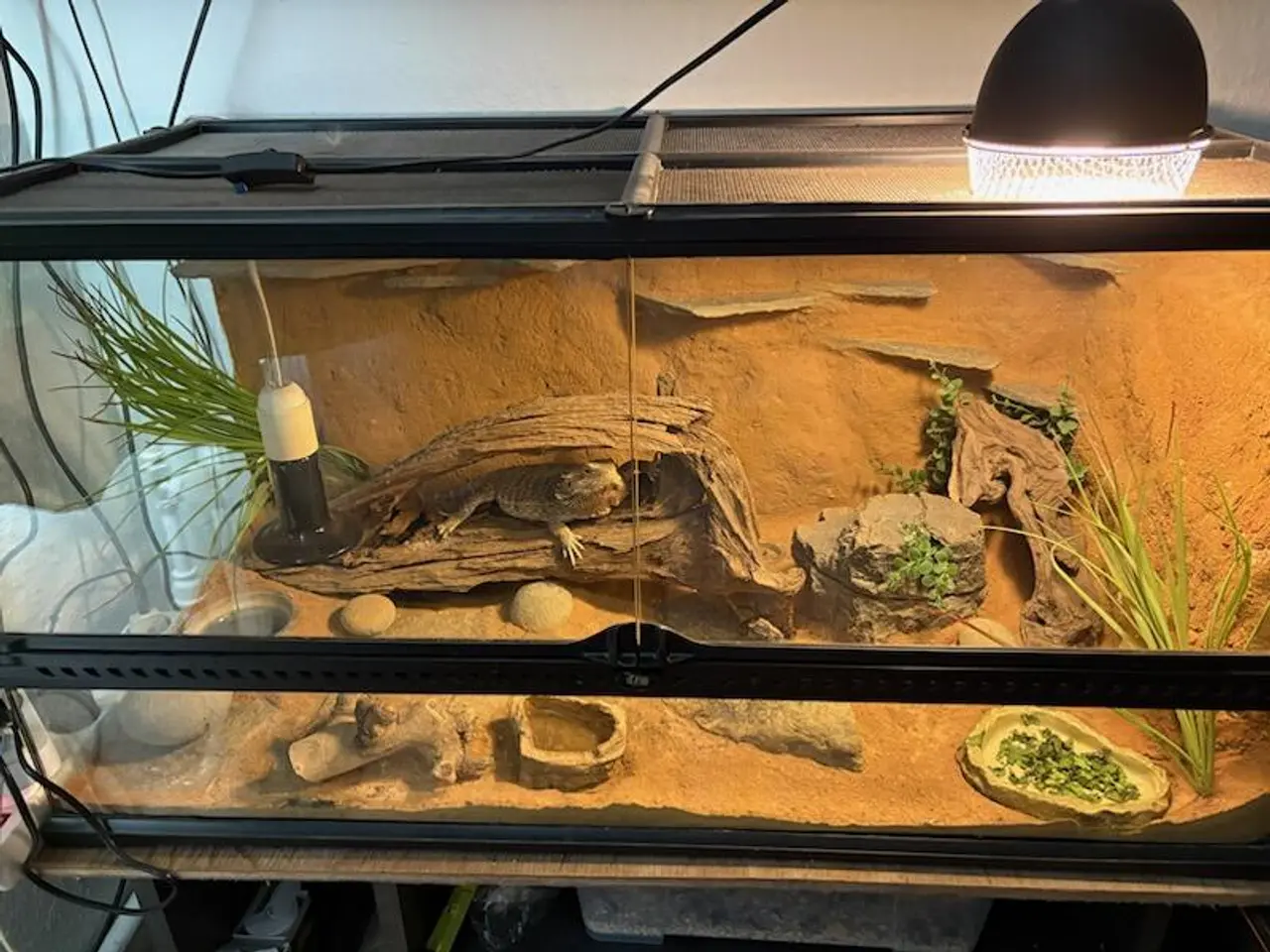 Billede 7 - Hånd tam skægagame med terrarium sælges