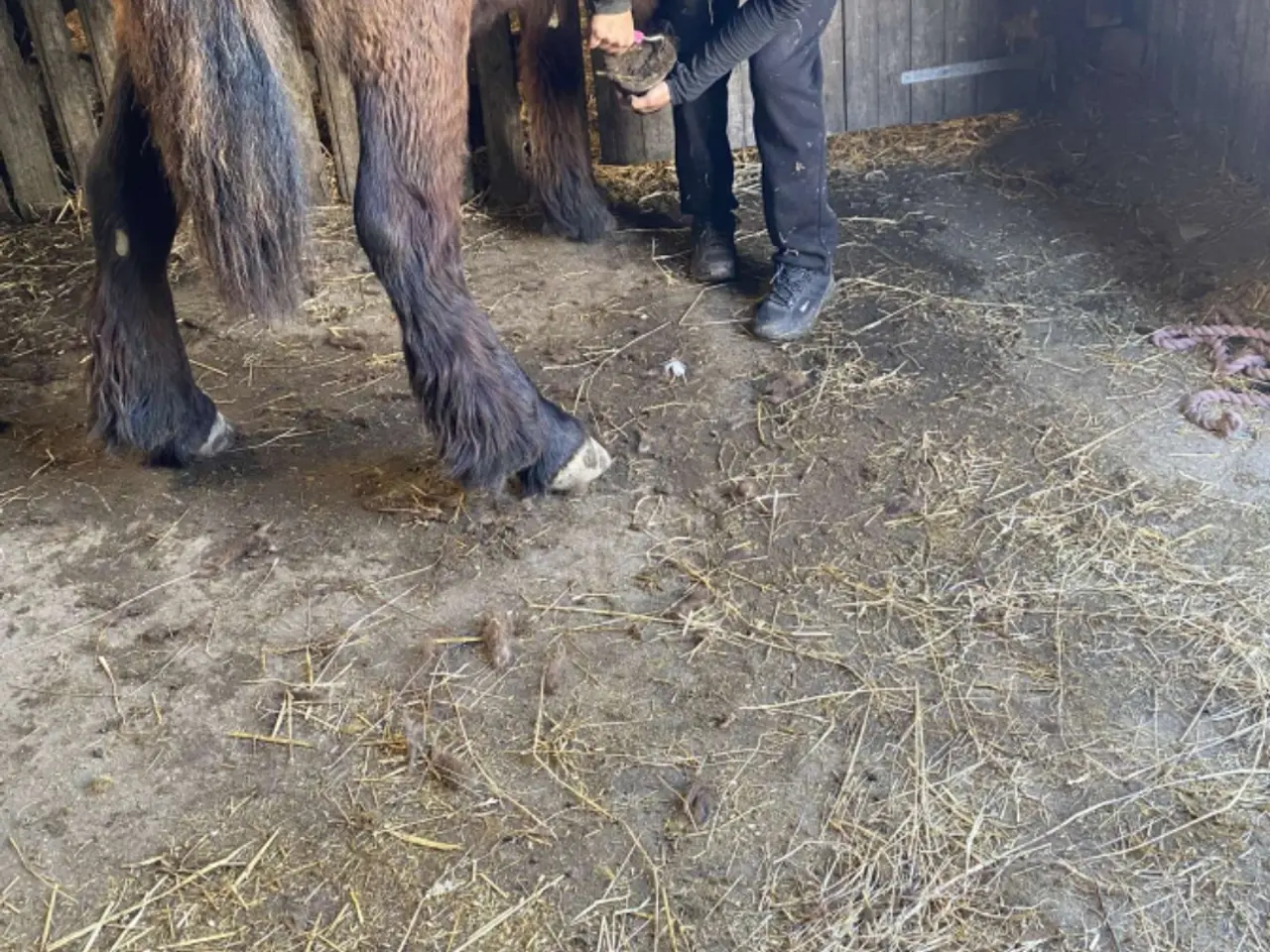 Billede 8 - 2årig Jyskhest hingst sælges
