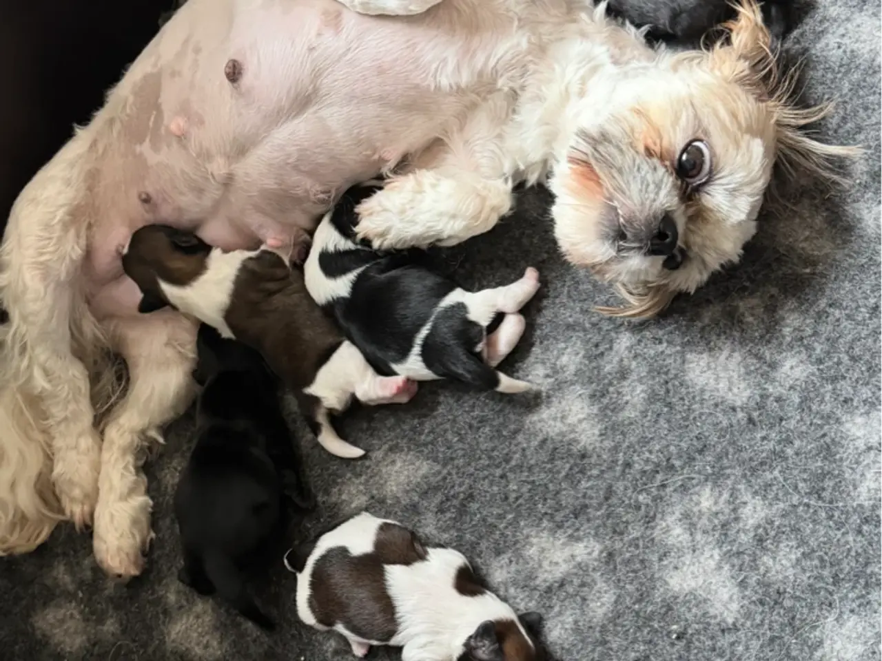 Billede 1 - Shih tzu hvalpe
