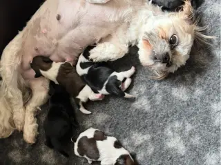 Shih tzu hvalpe