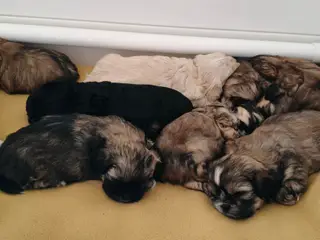 Malteser / Shih Tzu