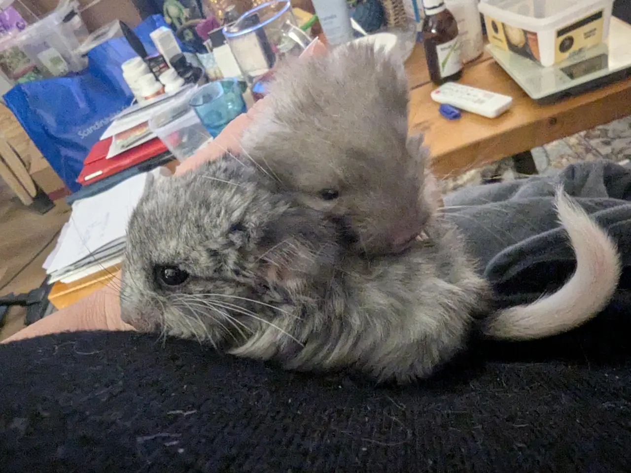 Billede 2 - Chinchilla 