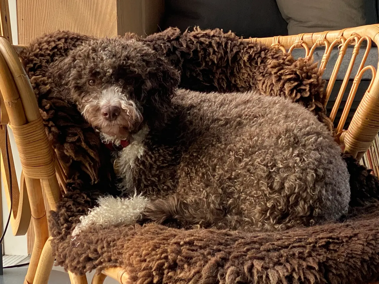 Billede 2 - Charmerende og kælen Lagotto Romagnolo
