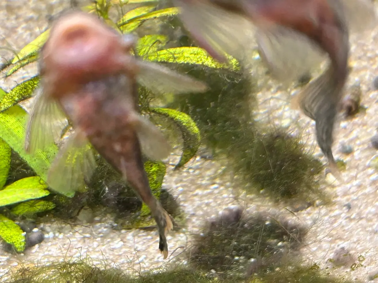 Billede 4 - 🐟 LDA16 Ancistrus maller – sunde og aktive