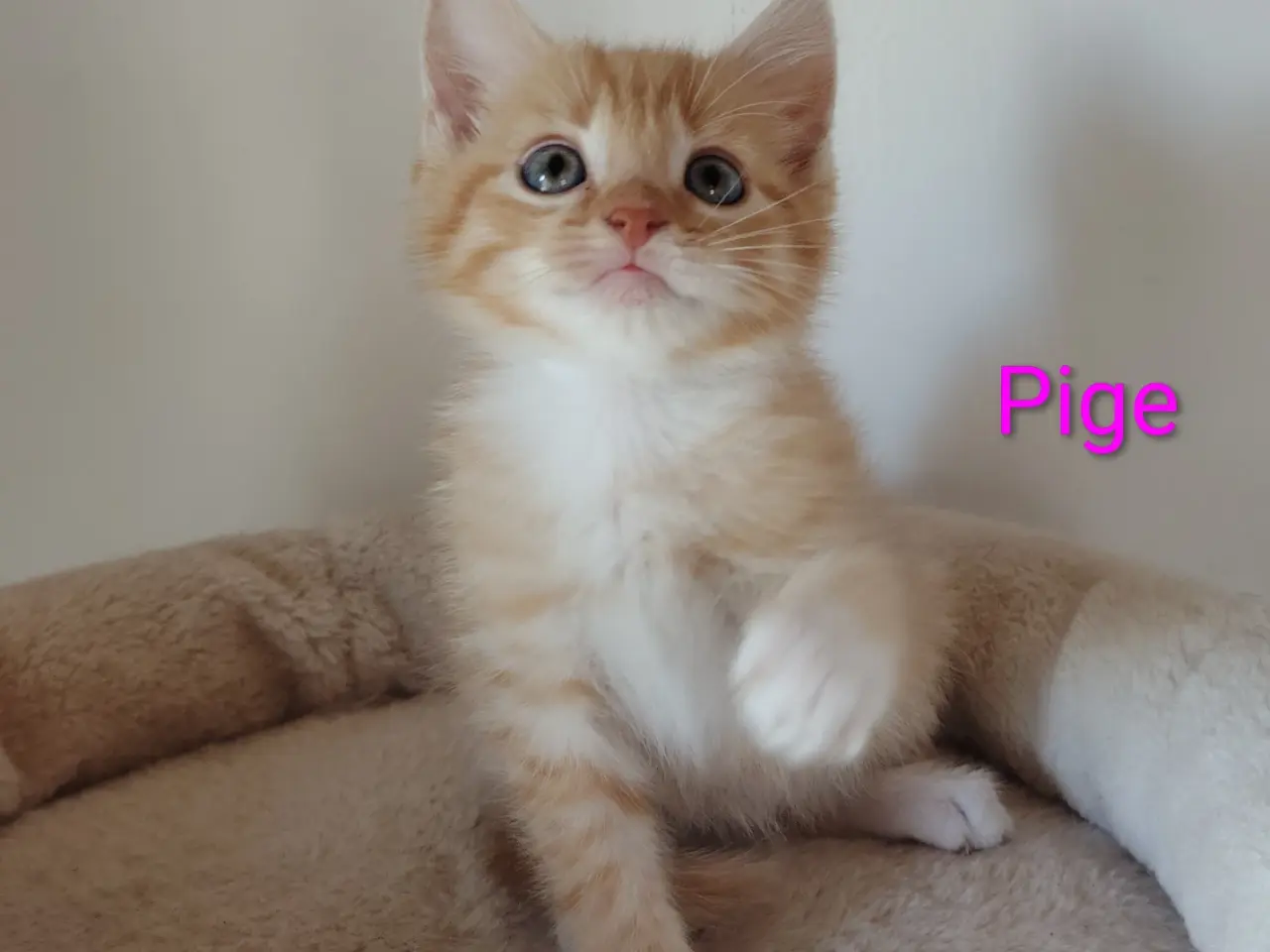 Billede 1 - 🌸Smukke Blandinger, kan Resaveres nu🌸