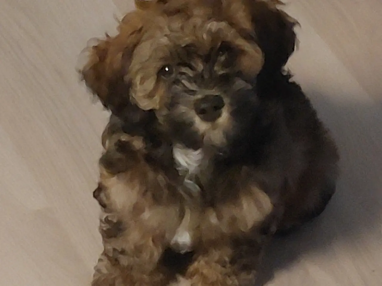 Billede 2 - Bichon Havanese