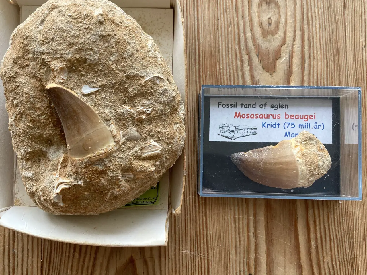 Billede 3 - Dinosaur tand fra Mosasaurus