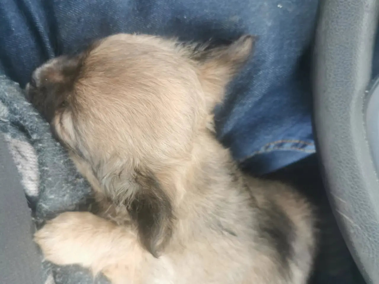 Billede 3 - Langhåret Chihuahua hvalpe tæve