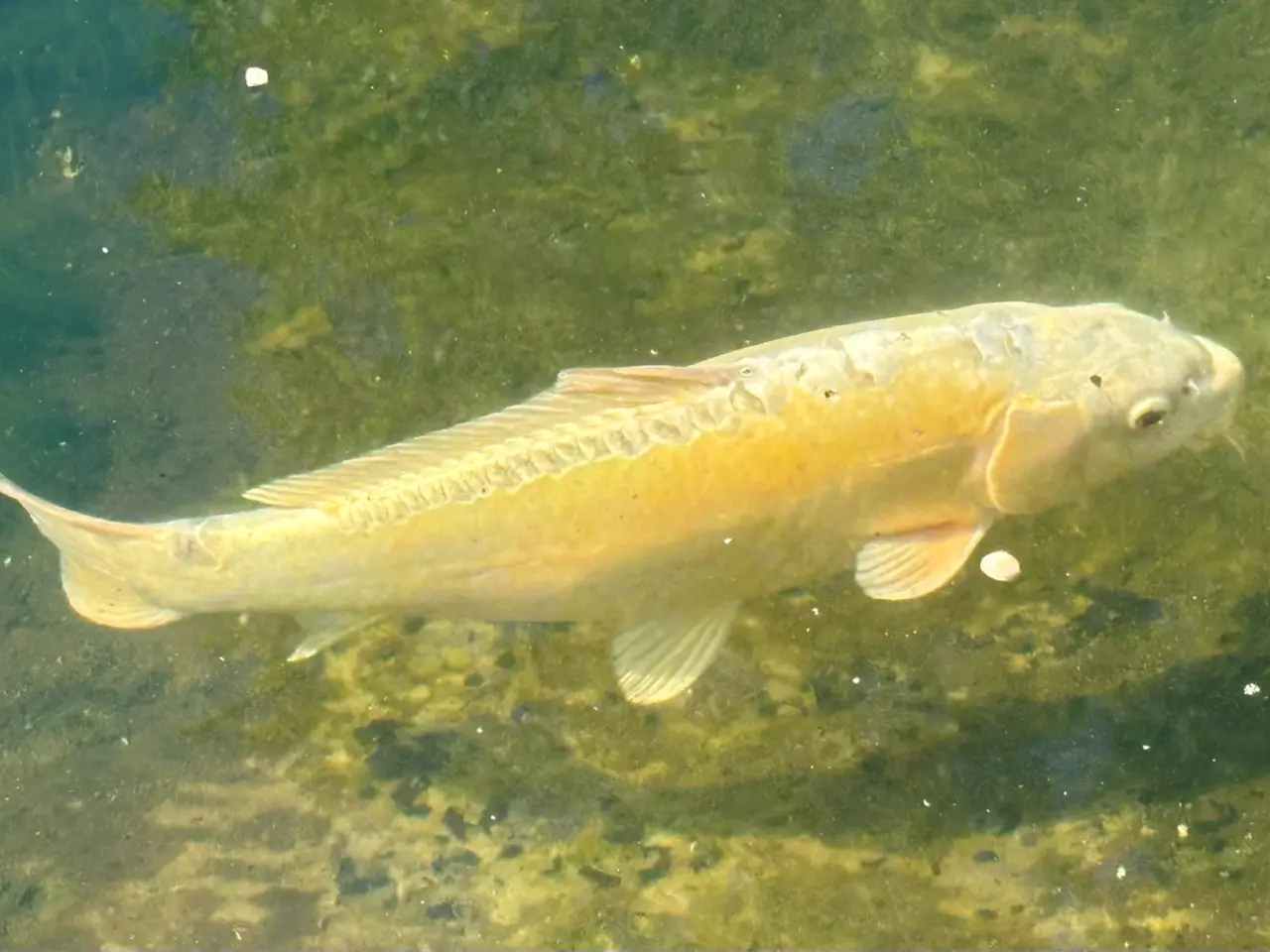 Billede 4 - 5 STORE KOI SAMLET