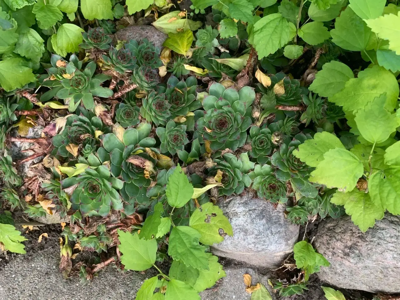 Billede 3 - Husløg og havehibiscus