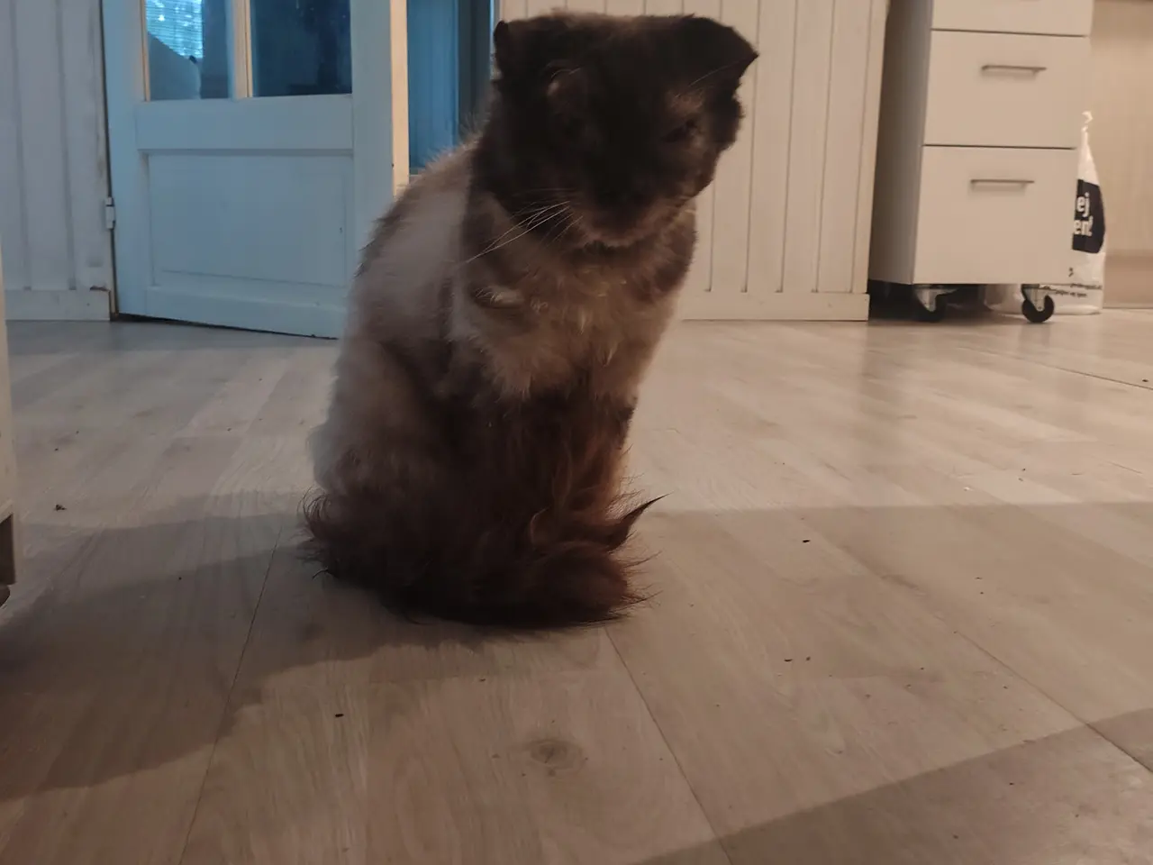 Billede 19 - Blandingskillinger både semi og midi langhårede