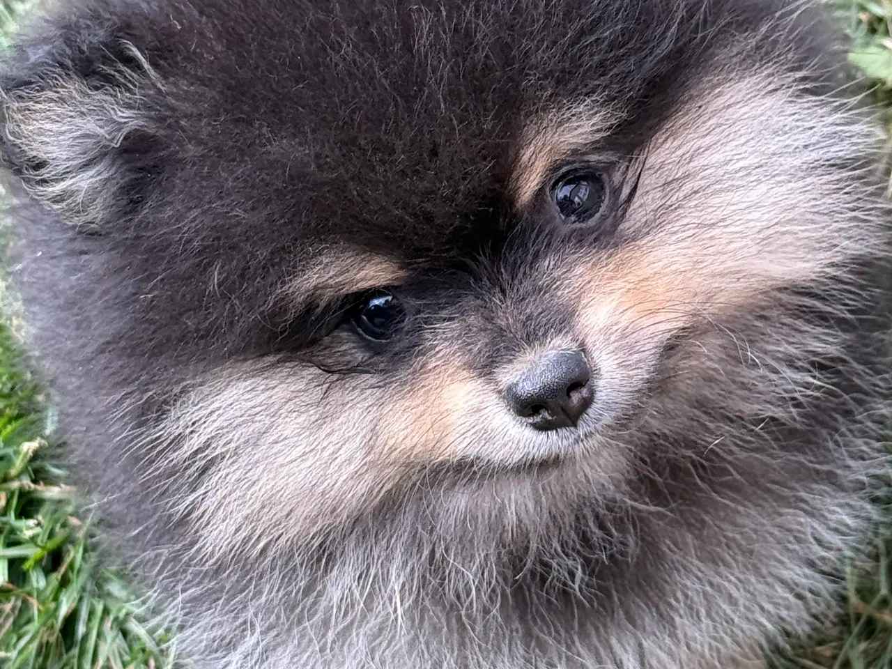 Billede 2 - Pomeranian hvalpe 🐶 